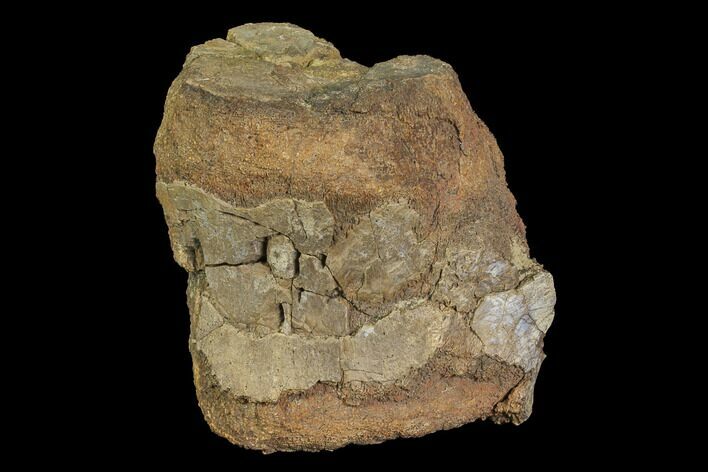 Bargain, Fossil Hadrosaur Caudal Vertebra - Aguja Formation, Texas #116490